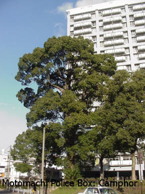 Moto-machi Police Box: Camphor